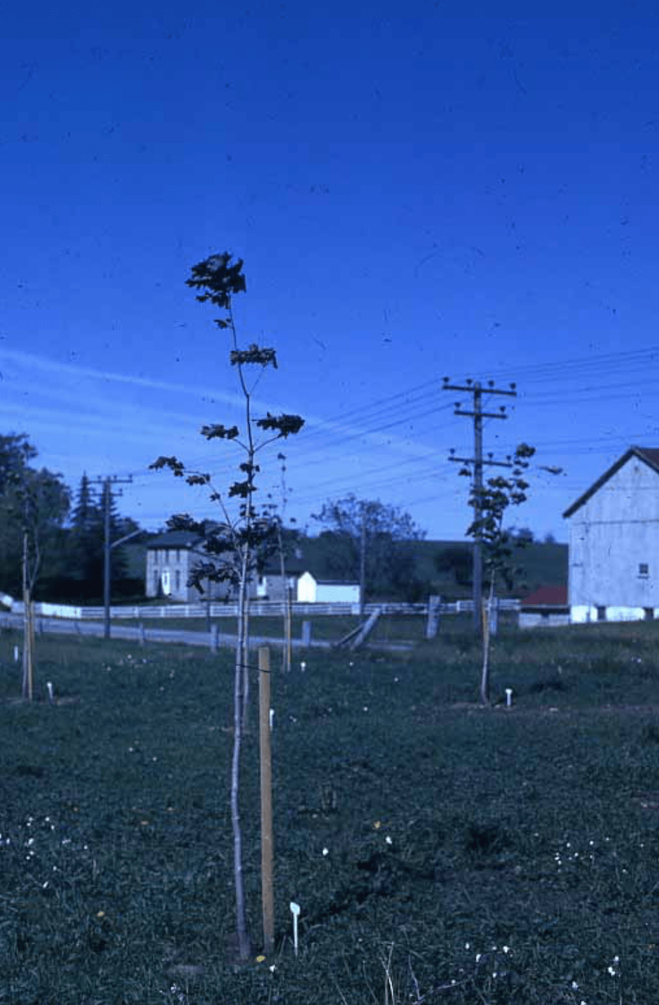 Maple trees in 1971