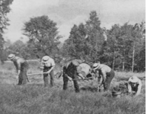 Group of men digging in soil and planting Zavitz pines in 1907