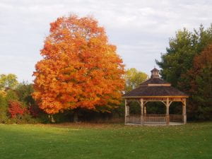 Wooden gazebo next to a maple tree with bright orange leaves.