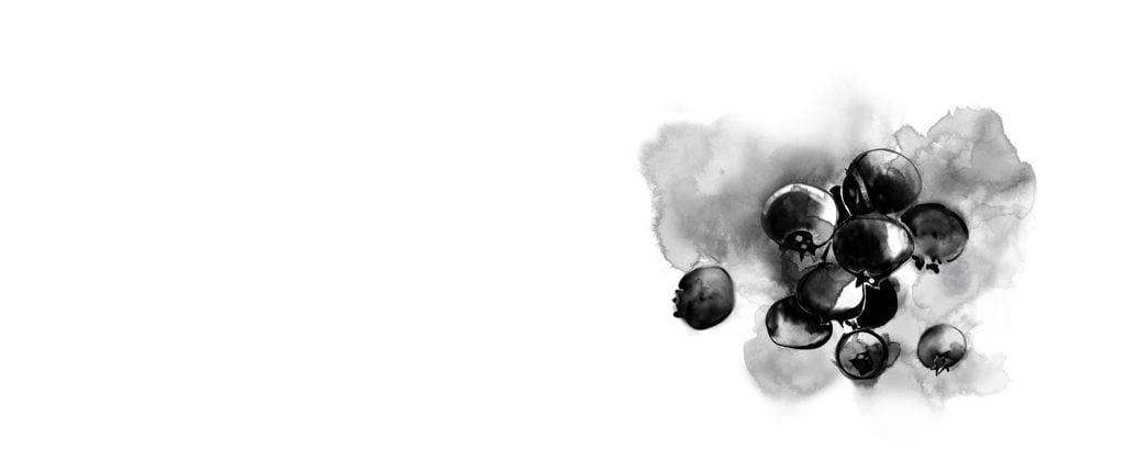 A black and white watercolour image of ripe blueberries, ready to fall from their stalks.