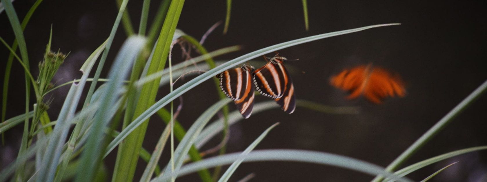 Image shows some grasses and two butterflies in bright orange and black colours.